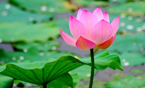 المرأة في المجتمع